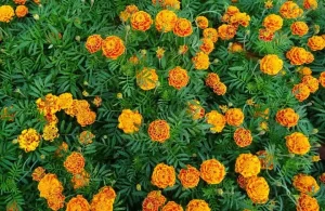 How to Plant and Care for Marigolds While Enjoying the Benefits of Music