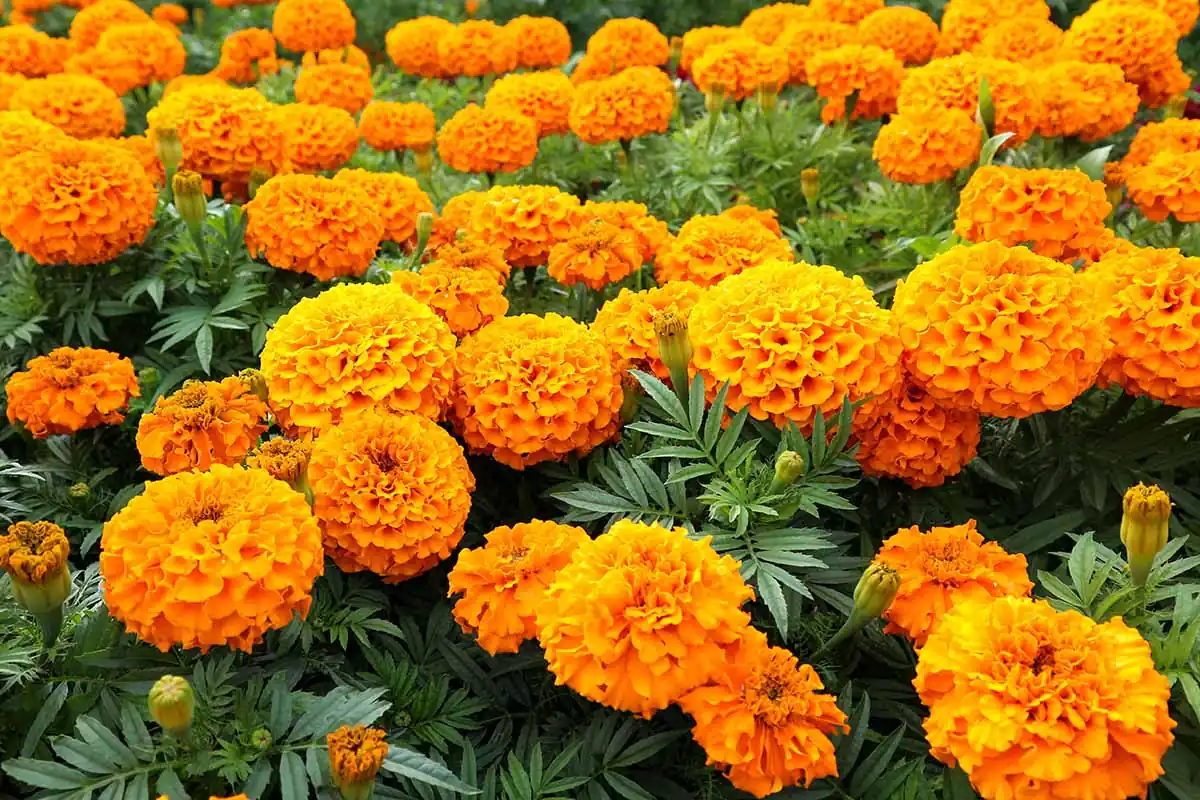 How to plant and care for marigolds