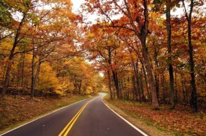 Why Fall Colors Change Every Year