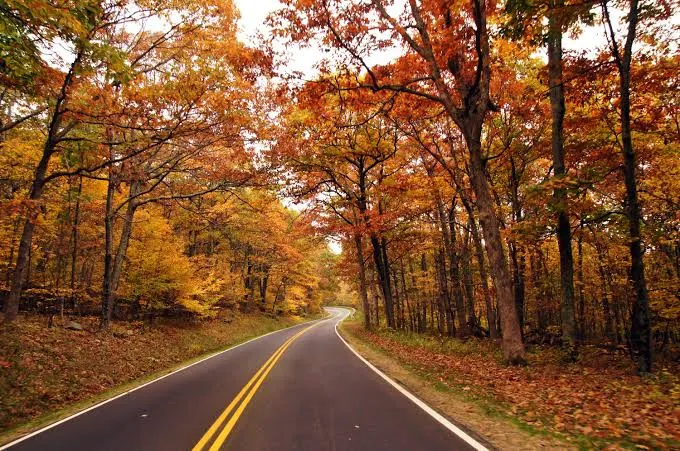 Why Fall Colors Change Every Year