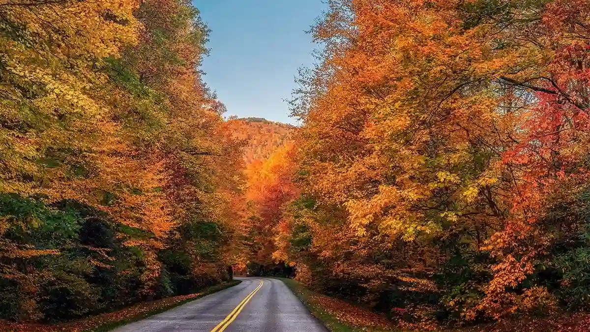 why fall colors vary yearly